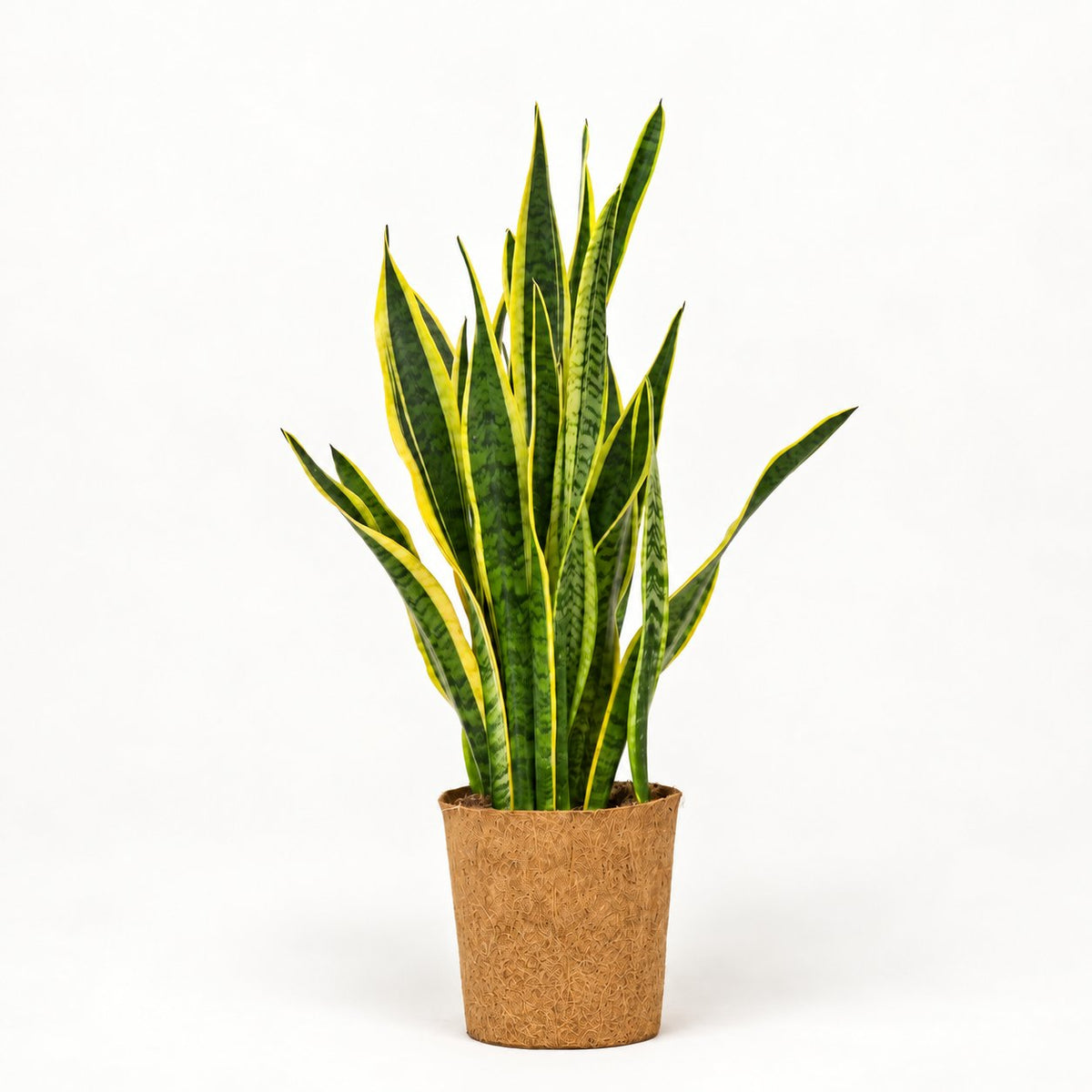Sansevieria laurentii - svigermors skarpe tunge Ø24 i kokospotte