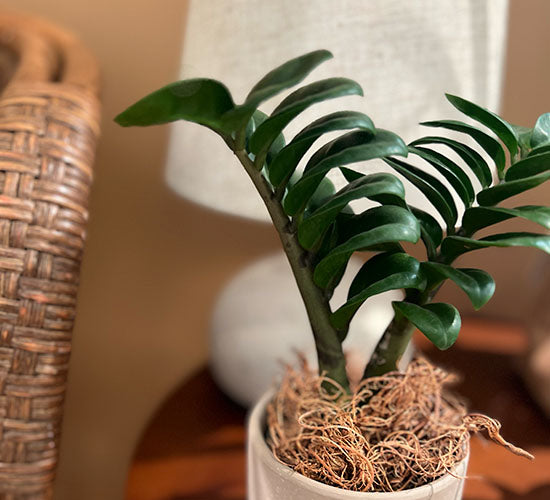 zamioculcas zenzi i en grå potteskjuler i en brun stue med brune møbler
