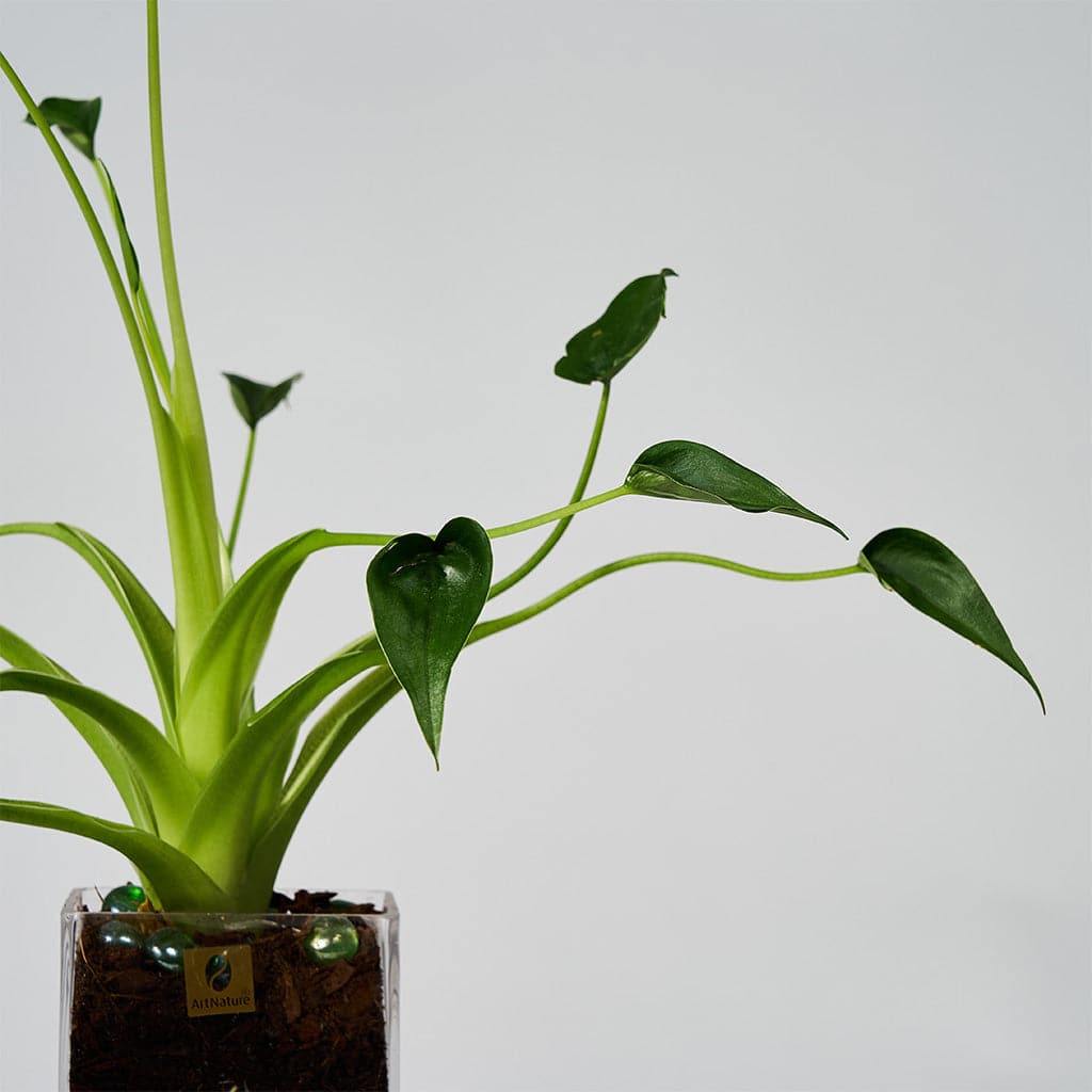 En Alocasia Tiny Dancer i en glasvase