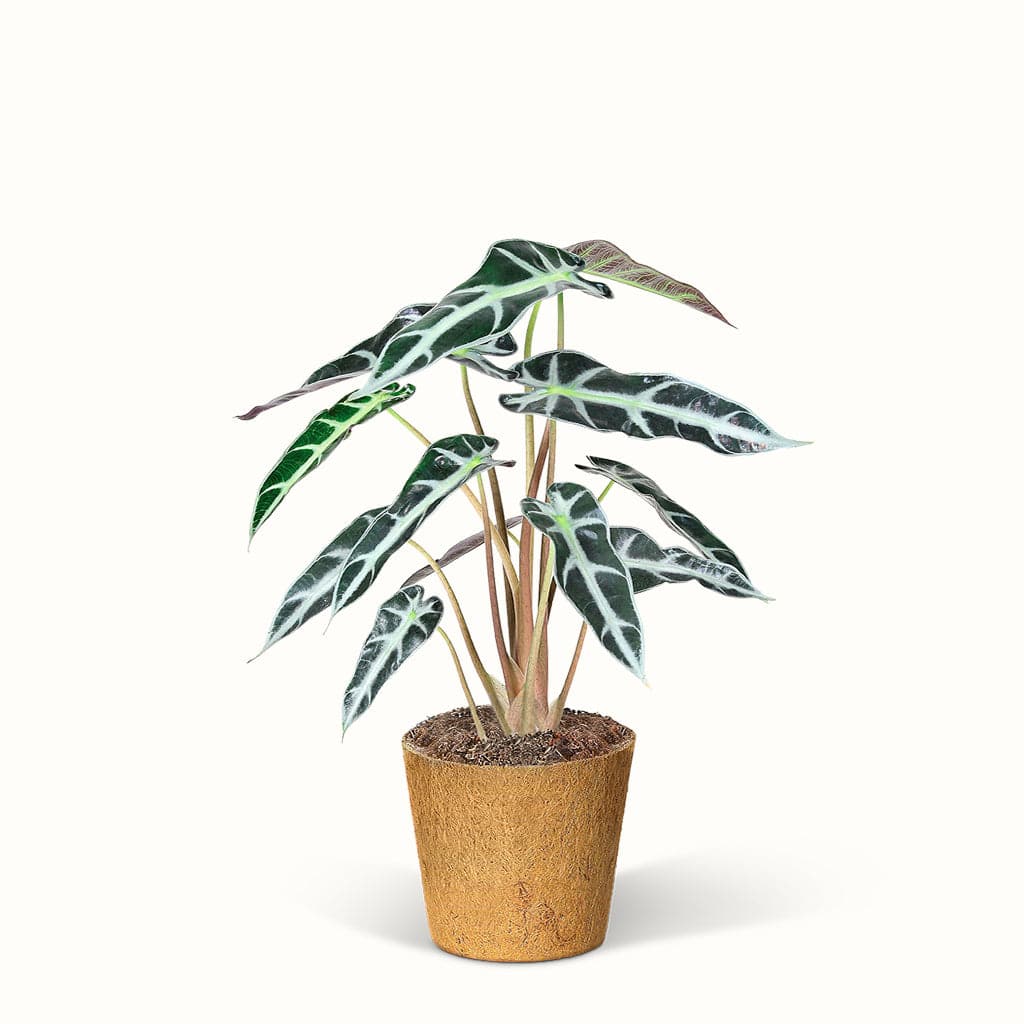 Alocasia Bambino - Elefantøre plante