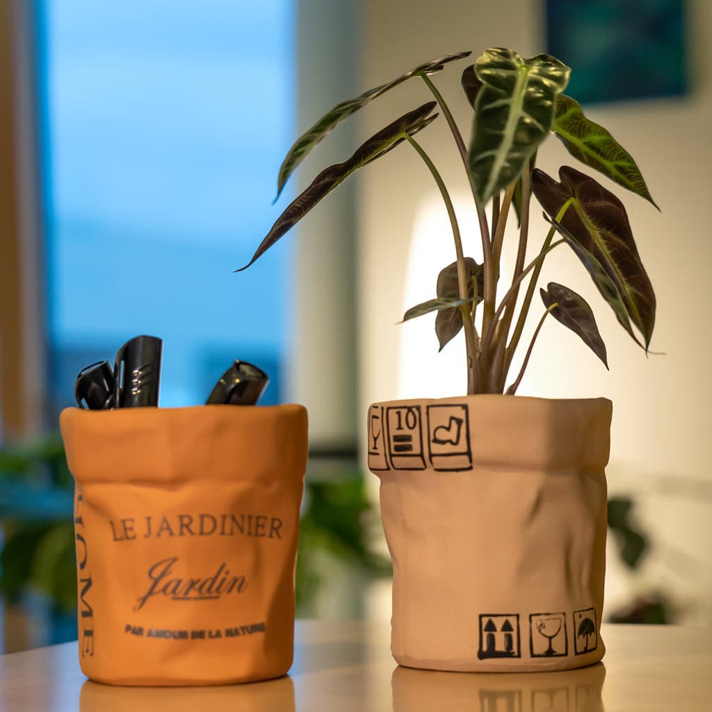 Alocasia Bambino - Elefantøre plante