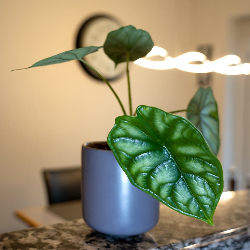 En Alocasia Dragon Scale - Elefantøre plante i en bordeaux potte på et bord.