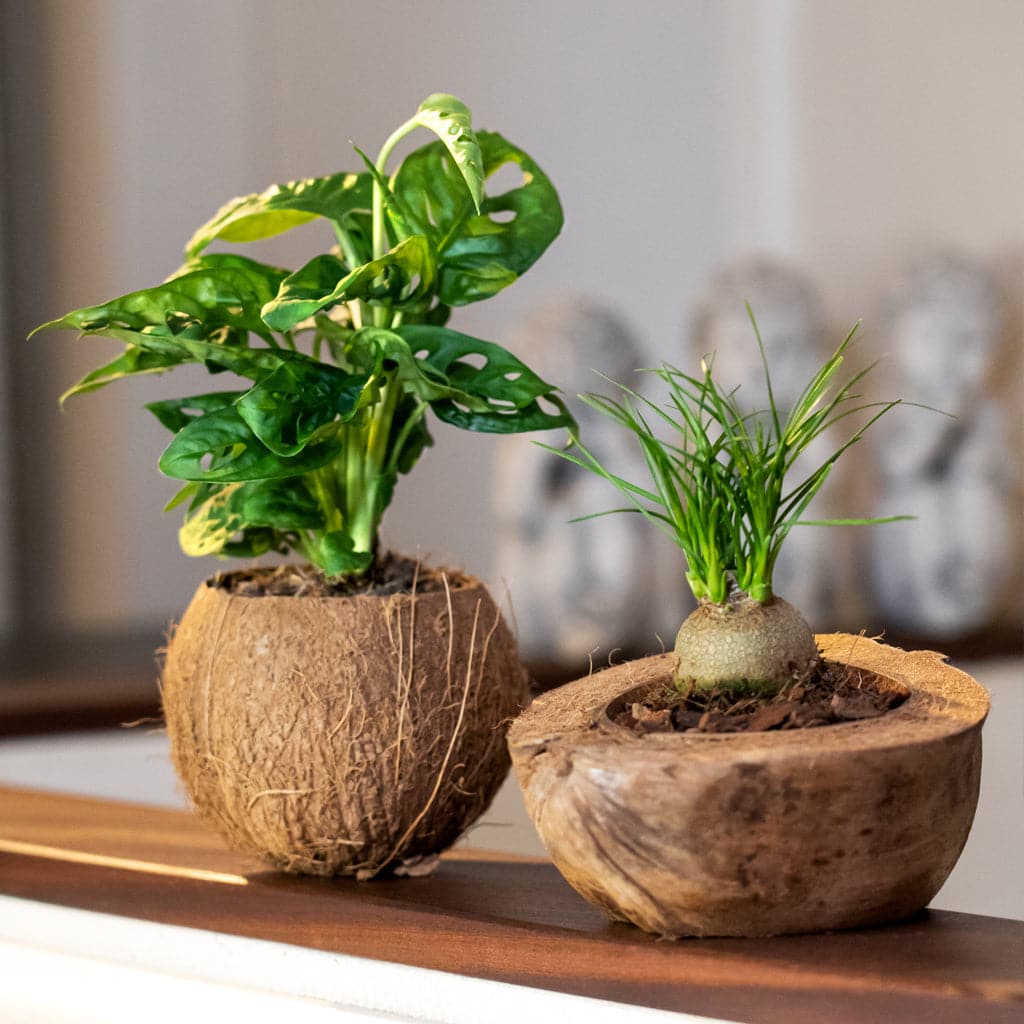 Naturlige materialer med plante og potteskjuler