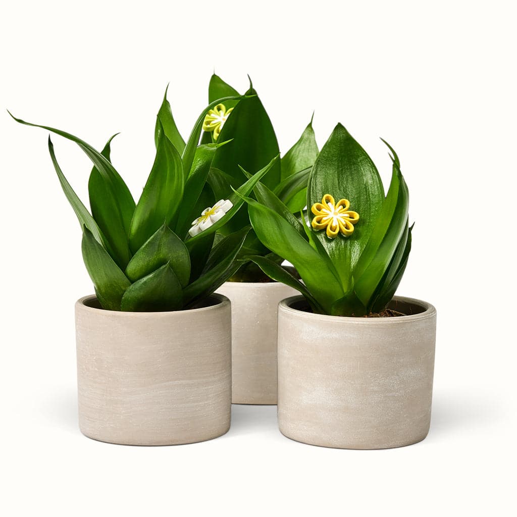 Et par sansevieria jade med potteskjulere der sidder ved siden af hinanden.