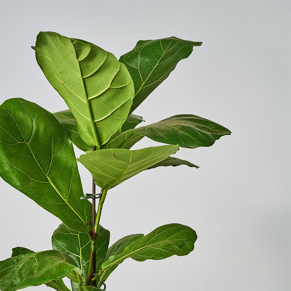 En Ficus Lyrata - Violinfigen plante med store grønne blade i en vase.