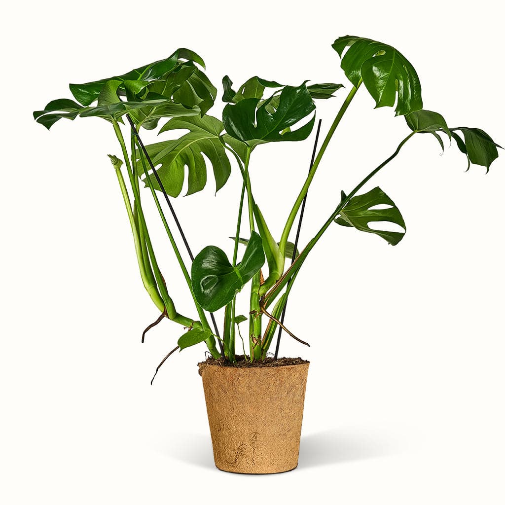 Monstera Deliciosa – Blogger planten