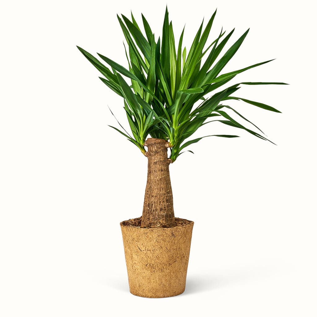 Yucca Elephantipes Palm Lily - Palmelilje