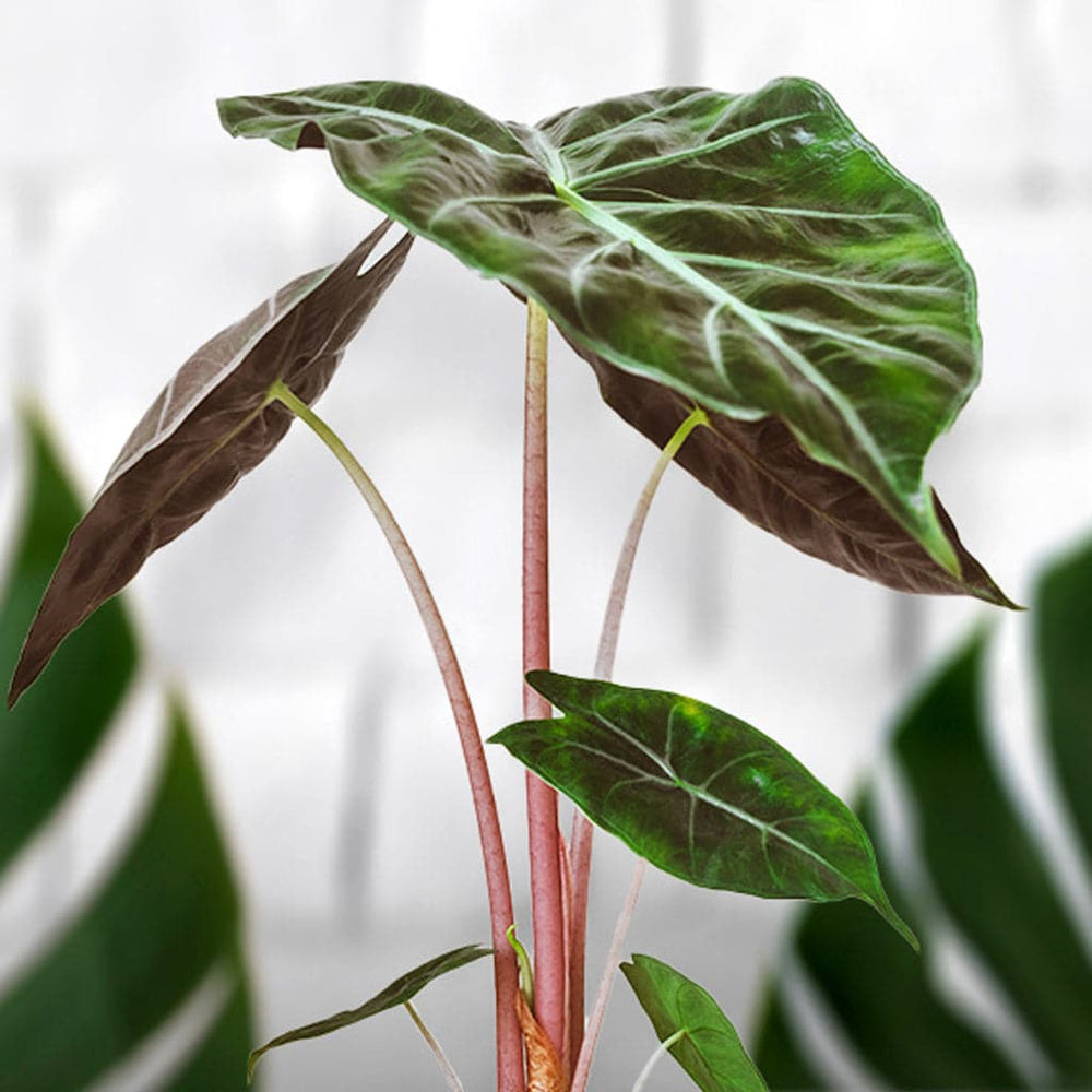 En stor Alocasia Pink Dragon - Elefantøre plante med røde stængler.