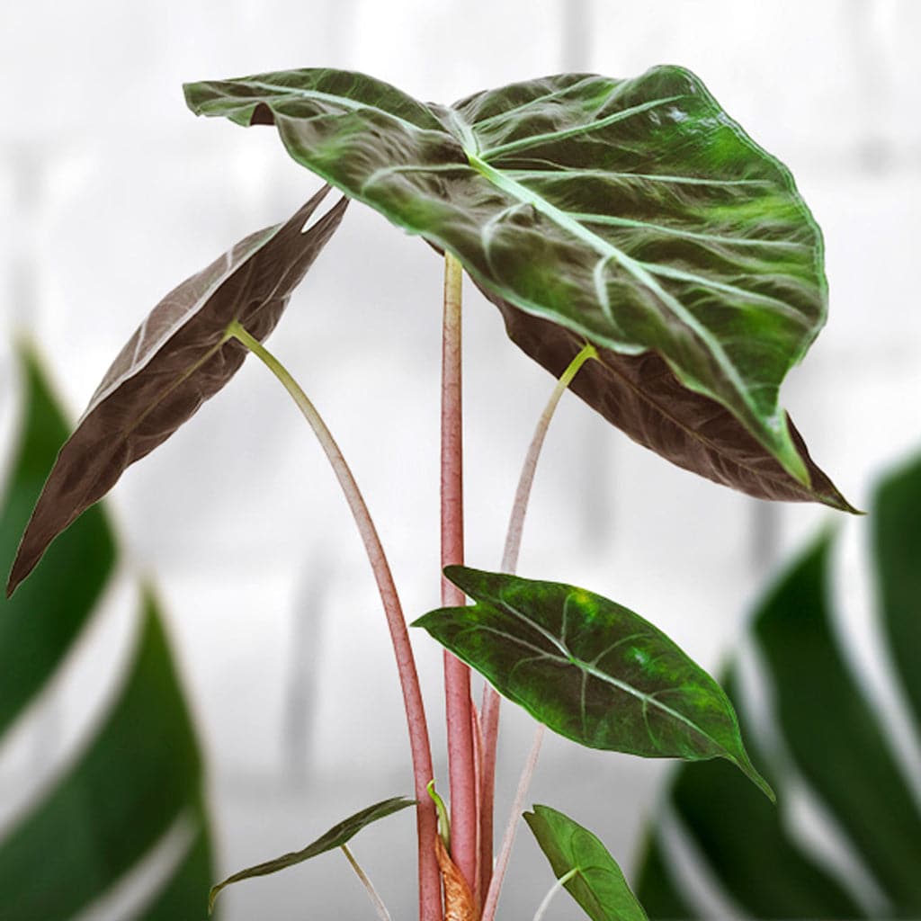 En stor Alocasia Pink Dragon - Elefantøre plante med røde stængler.