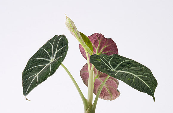 Alocasia Black Velvet
