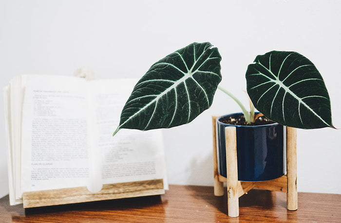 Alocasia i en mørk potteskjuler med en opsats på en bordplade med en bog i baggrunden