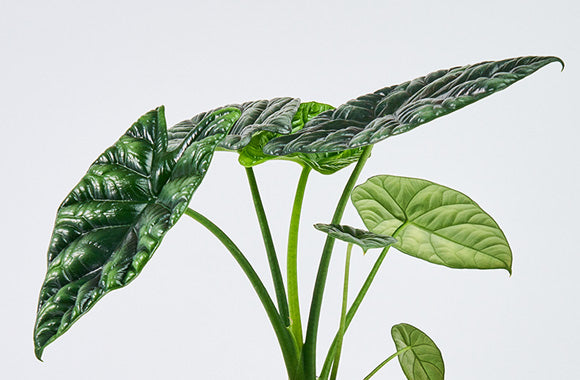 Alocasia Sinuata