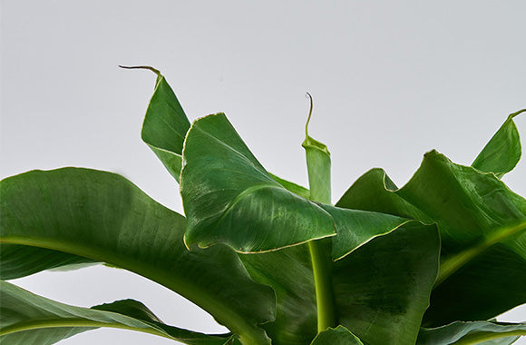 MUSA ORIENTAL DWARF - BANANPALME