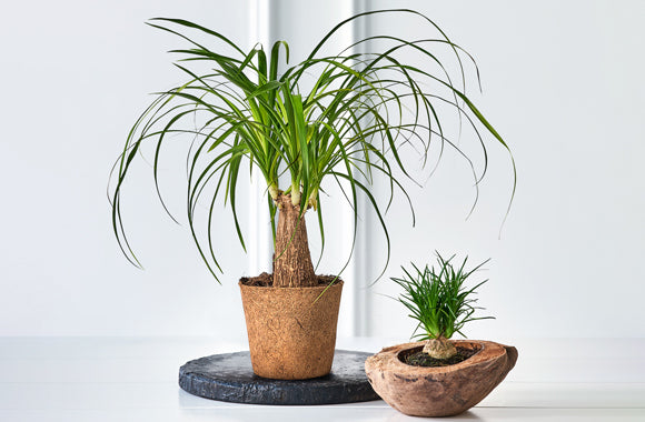 Beaucarnea Guatemalensis Recurvata