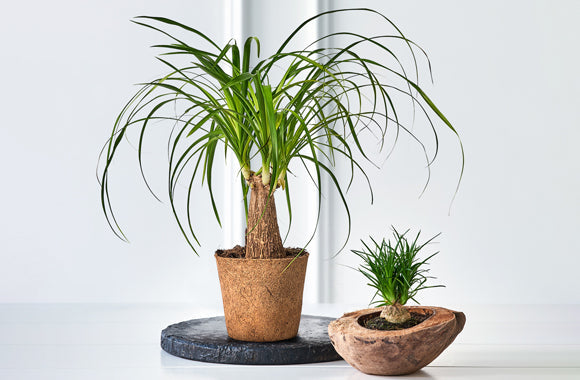 Beaucarnea Guatemalensis Recurvata