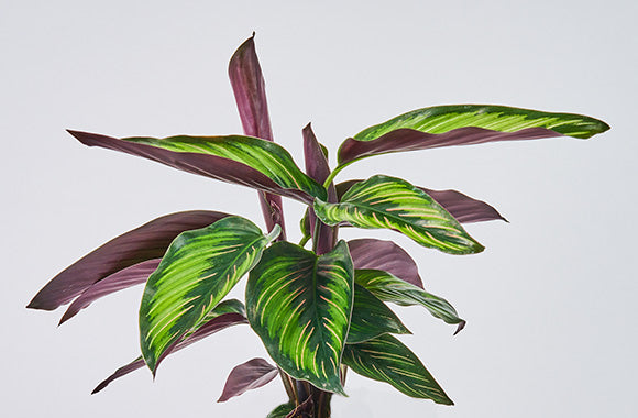 CALATHEA BEAUTY STAR 
