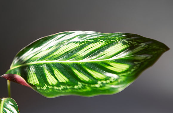 nærbillede af calathea goeppertia