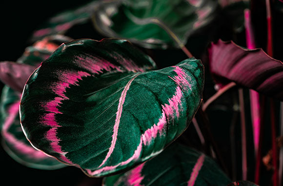 calathea lilla blad
