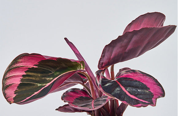 Calathea Jessie