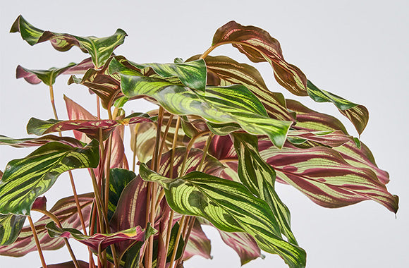 Calathea Makoyana