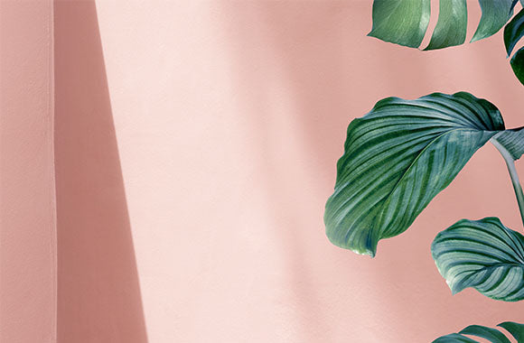 Calathea Orbifolia ved lyserød væg