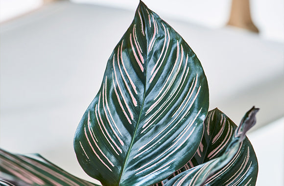 Calathea Sanderiana