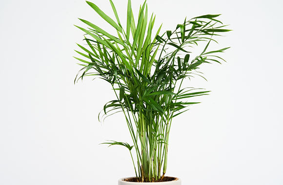 Chamaedorea Elegans Bjergpalme med grønne lange sunde blade