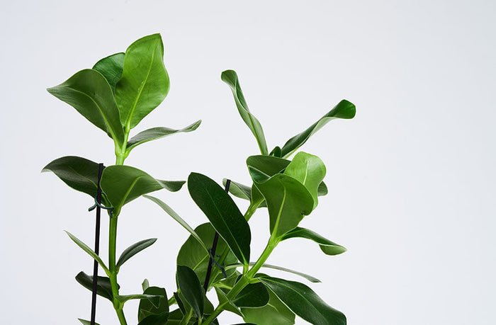 Clusia Rosea plante med store grønne blade på en grå baggrund