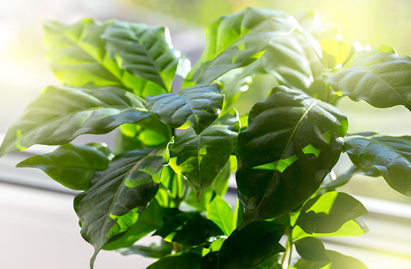 Coffea Arabica kaffetræ