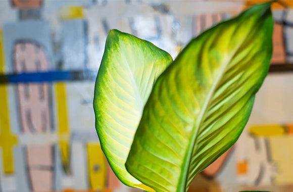 Dieffenbachia Summer Style