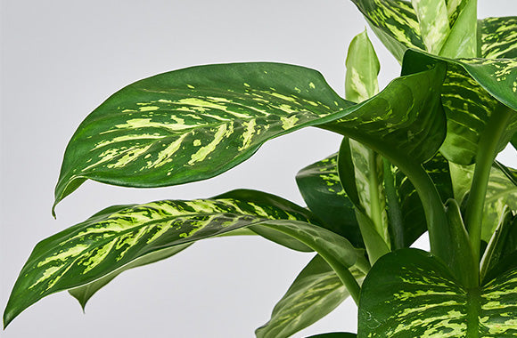 Dieffenbachia Tropic snow