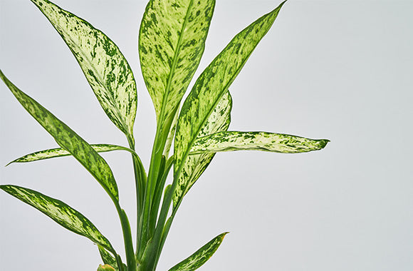 Dieffenbachia Vesuvius