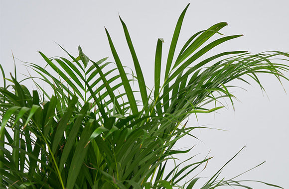 Dypsis Lutescens