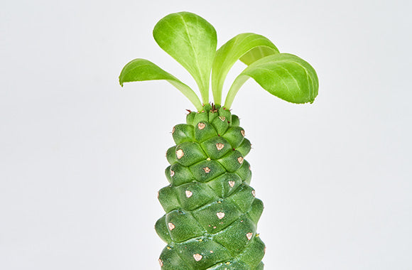 Euphorbia Ritchiei