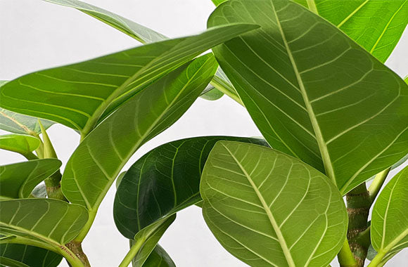 Nærbillede af Planten Ficus altissima med store grønne blade