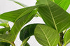 Nærbillede af Planten Ficus altissima med store grønne blade