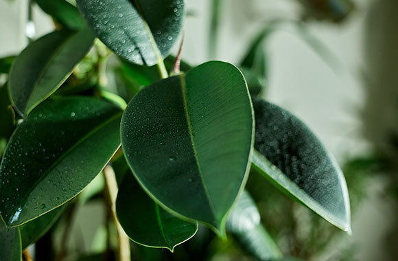 nærbillede af en grøn ficus elastica med vanddråber