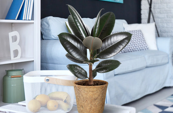 Ficus Elastica Abidjan i stue