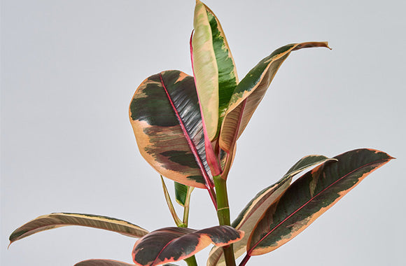 Ficus Elastica Belize