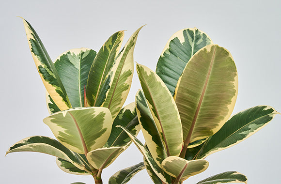 Ficus Elastica Tineke