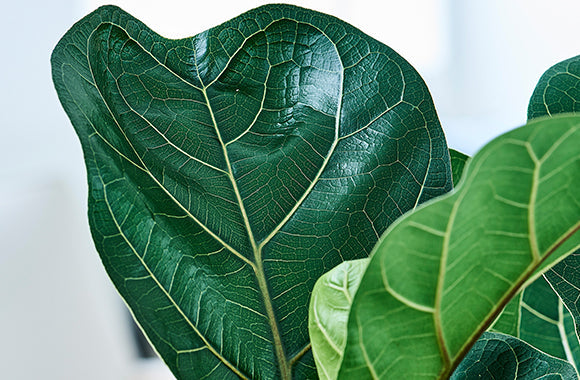 Ficus lyrata violinfigen