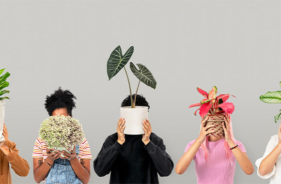 Plantetrends i 2024