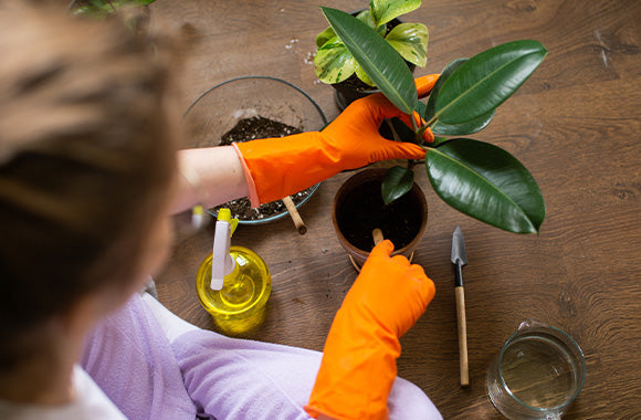 Ficus elastica med grønne blade