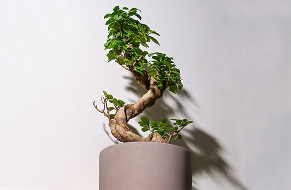 Ginseng Ficus Microcarpa