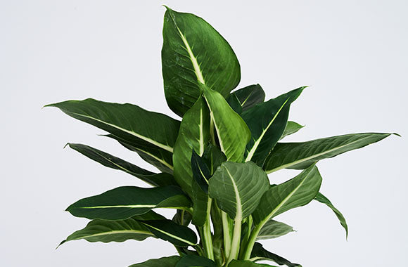 Dieffenbachia green magic med store grønne blade og hvide optegninger på en grå baggrund