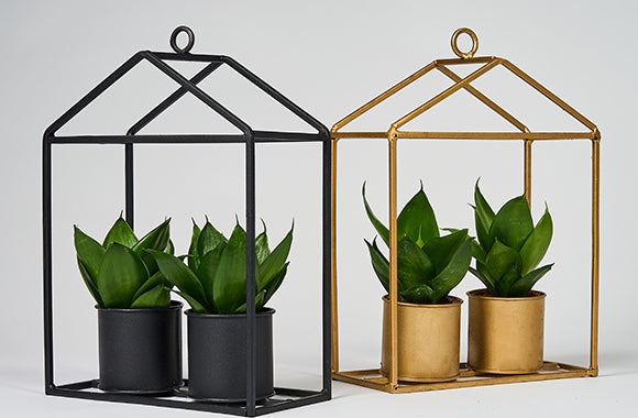 grønne hængeplanter greenhouse