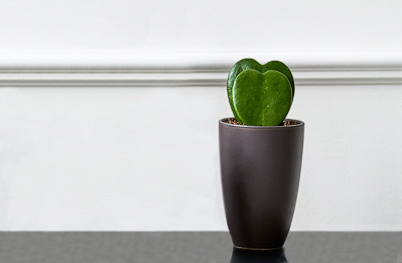 Hoya Kerrii