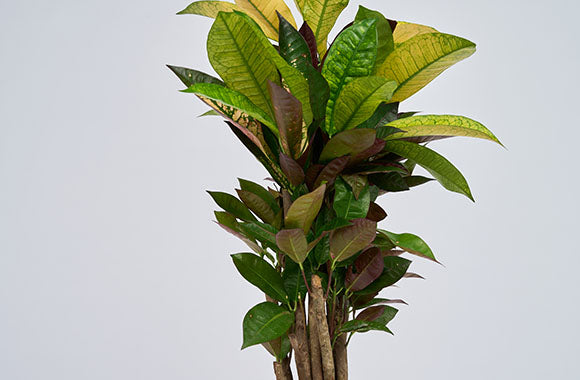 Codiaeum Iceton