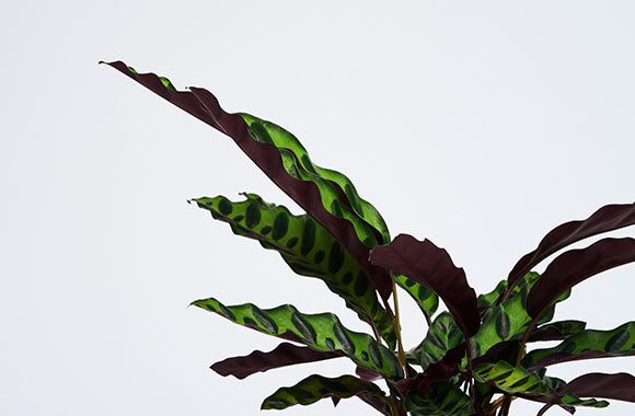 nærbillede af Calathea Insignis plantes grønne og lilla blade på en grå baggrund