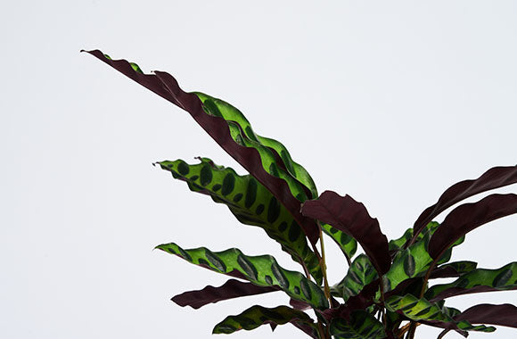nærbillede af Calathea Insignis plantes grønne og lilla blade på en grå baggrund